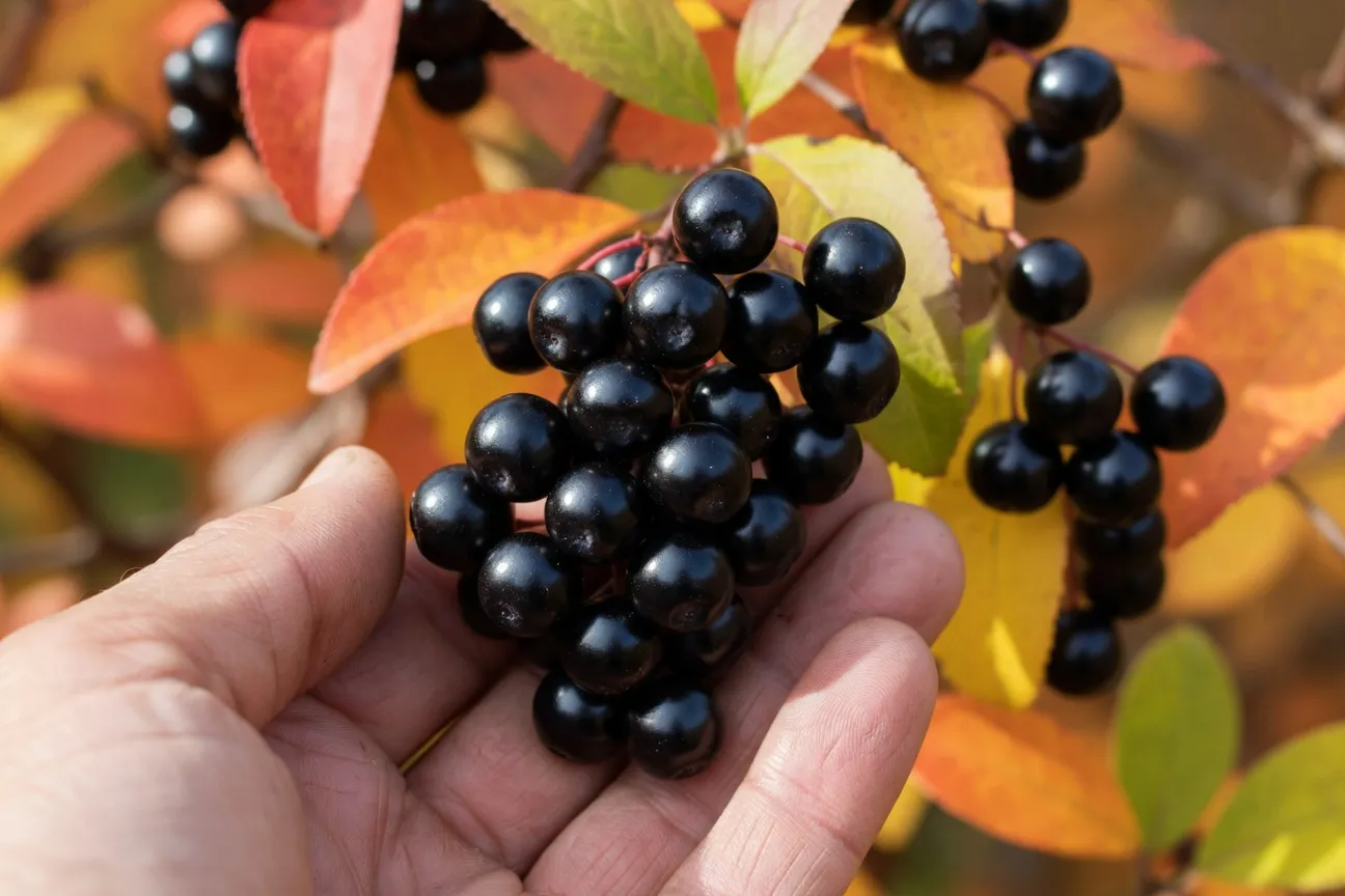 Gros plan sur une main tenant une grappe d'aronies noires mûres, baies brillantes