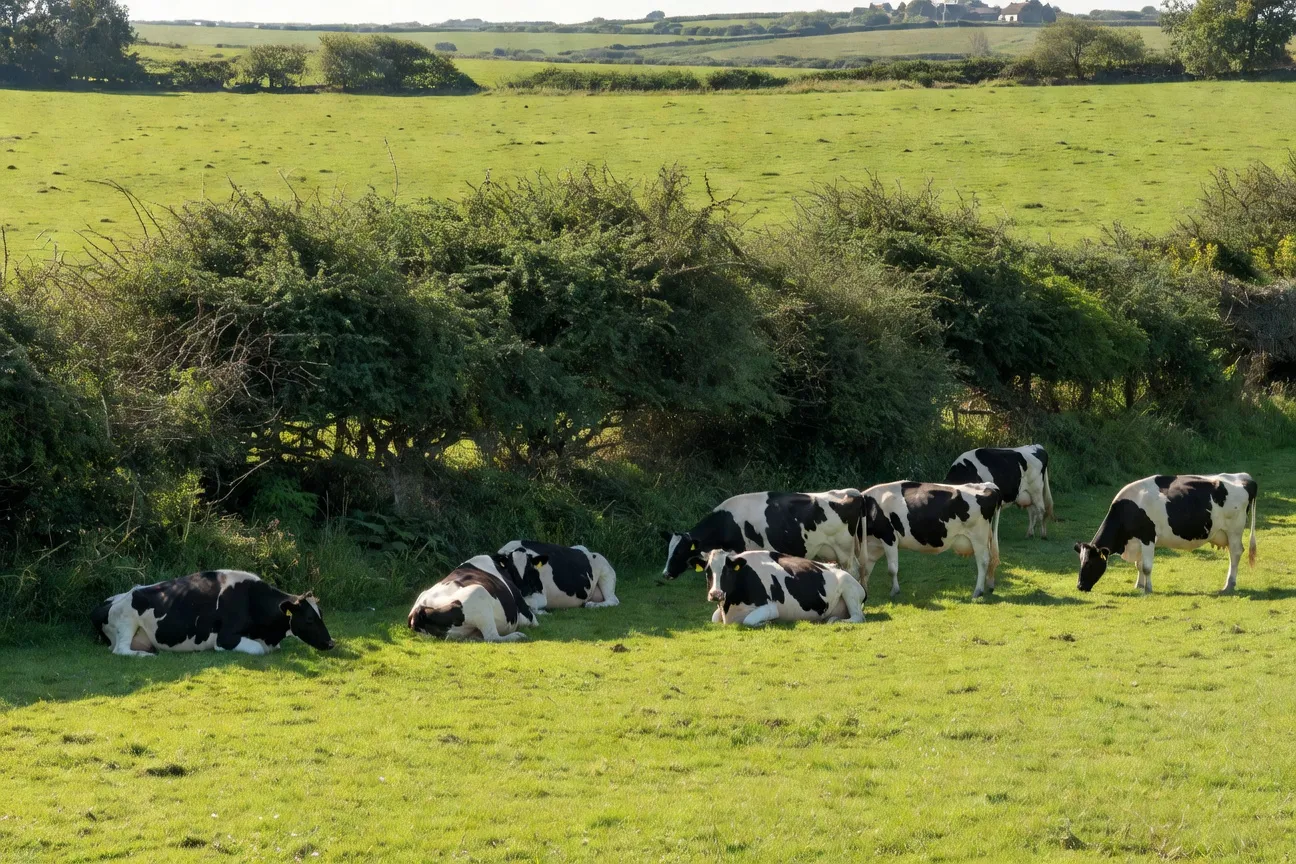 Vaches laitières bretonnes à l'ombre d'une haie bocagère adulte en plein été