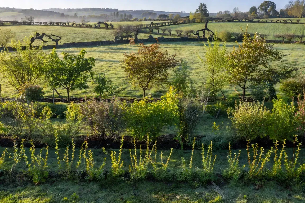 Haie champêtre multistrate en fleurs au printemps, différentes strates de hauteur visibles