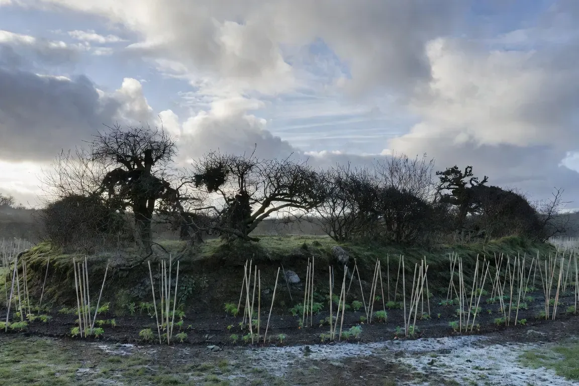 Talus bocager breton avec haie multistrate nouvellement plantée, piquets de bambou et protège-plants, hiver