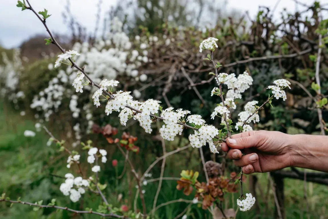 Main tenant une branche d’aubépine en fleurs, haie champêtre multistrate en arrière-plan