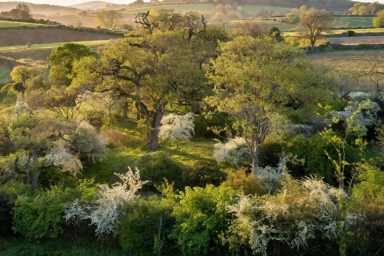 Haie bocagère mature dans les Côtes-d'Armor en fin d'après-midi, alternance de chêne, charme, aubépine et noisetier